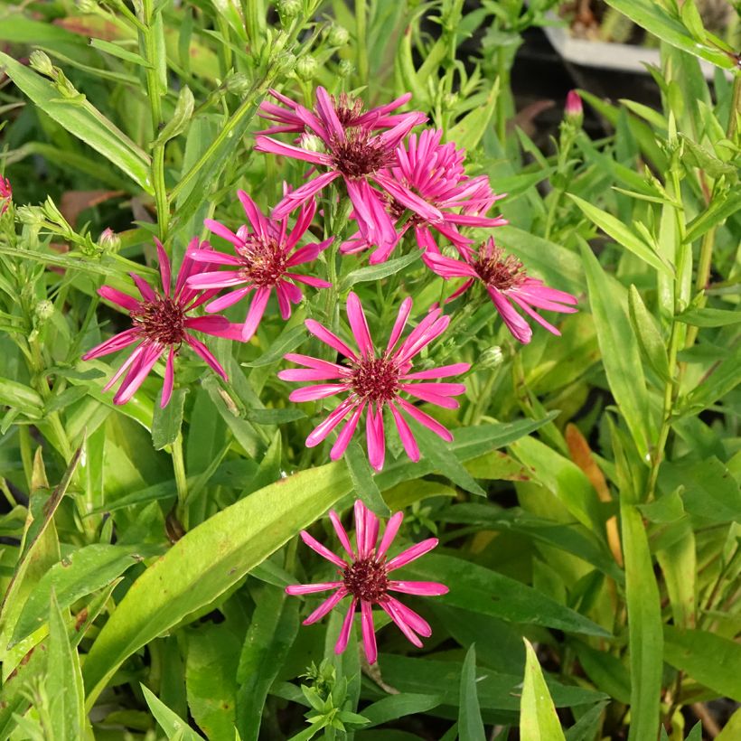 Aster novi-belgii Crimson Brocade - Nieuw-Nederlandse aster (Bloei)