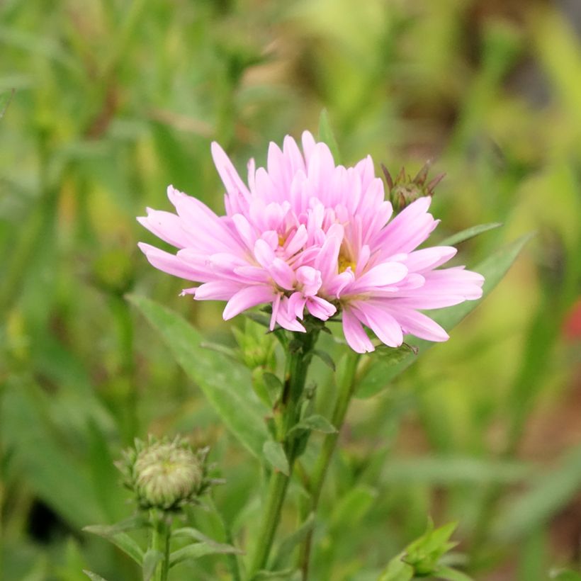 Aster novi-belgii Fellowship - Nieuw-Nederlandse aster (Bloei)
