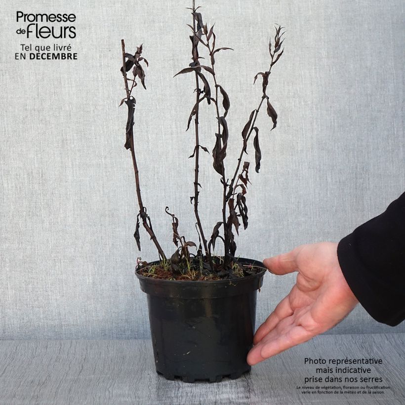 Exemplaar van Aster Novi Belgii Fellowship Pot de 2L/3L zoals geleverd in de herfst