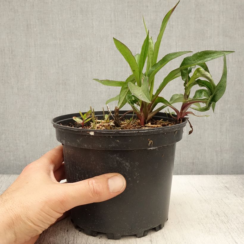 Example of Aster novi-belgii Fellowship - Nieuw-Nederlandse aster Pot van 2 l/3 l as you get in printemps