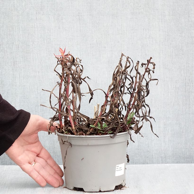 Exemplaar van Aster Karmin Kuppel - Nieuw-Nederlandse aster Pot van 2 l/3 l zoals geleverd in de herfst