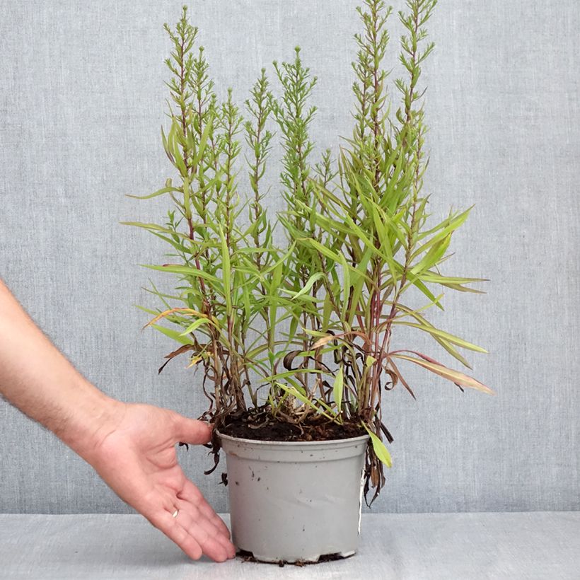 Exemplaar van Aster Karmin Kuppel - Nieuw-Nederlandse aster Pot van 2 l/3 l zoals geleverd in de zomer
