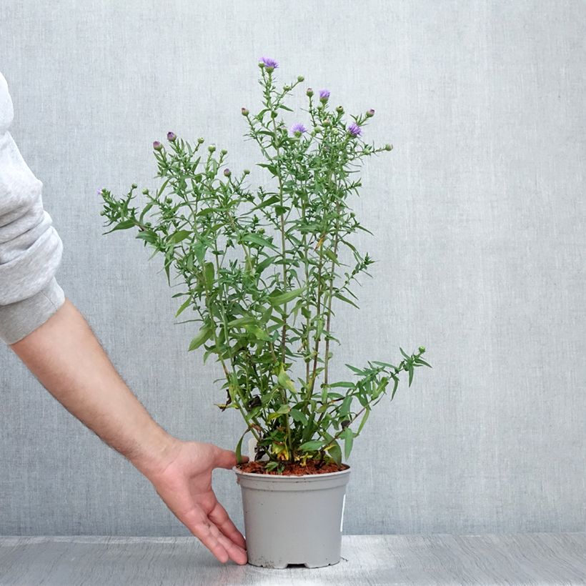 Exemplaar van Aster novi-belgii Marie Ballard - Nieuw-Nederlandse aster Pot van 2 l/3 l zoals geleverd in de zomer