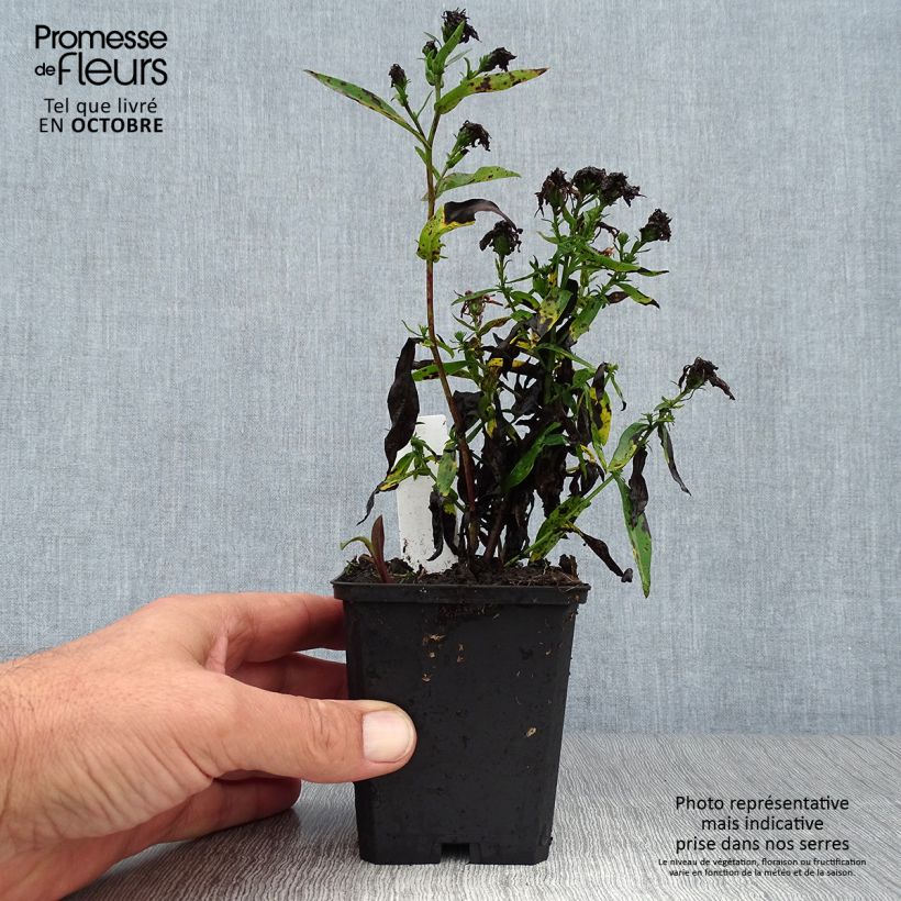 Exemplaar van Aster novi-belgii Patricia Ballard - Nieuw-Nederlandse aster Kweekpotje van 8/9 cm zoals geleverd in de herfst
