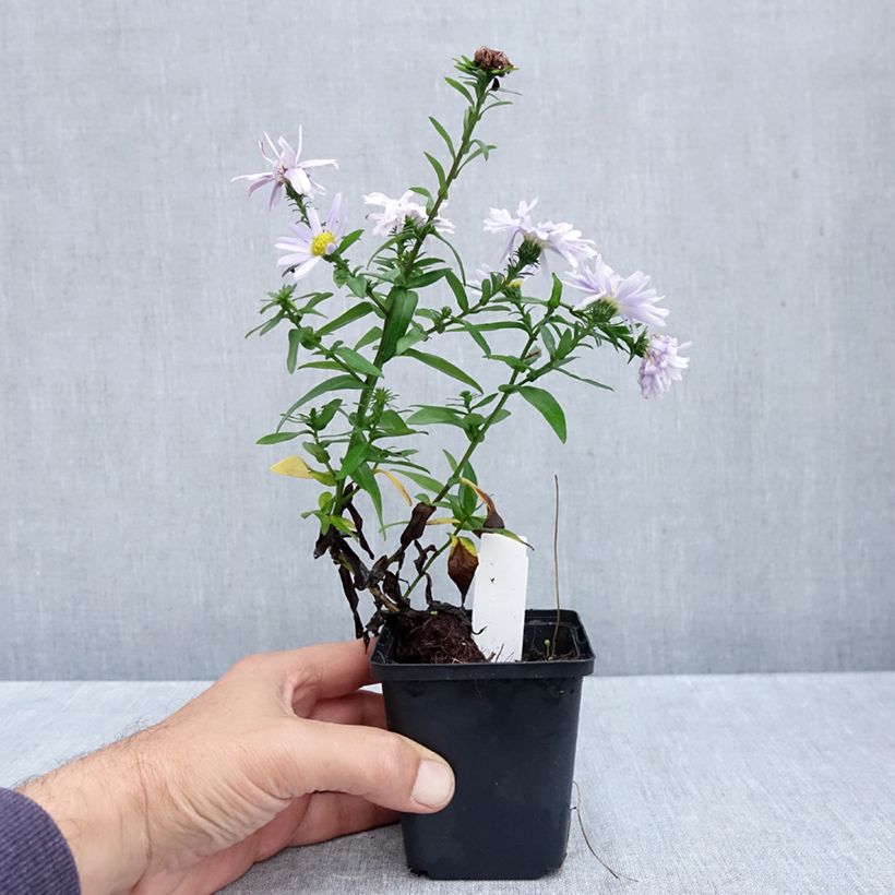 Exemplaar van Aster novi-belgii Porzellan - Nieuw-Nederlandse aster Kweekpotje van 8/9 cm zoals geleverd in de herfst