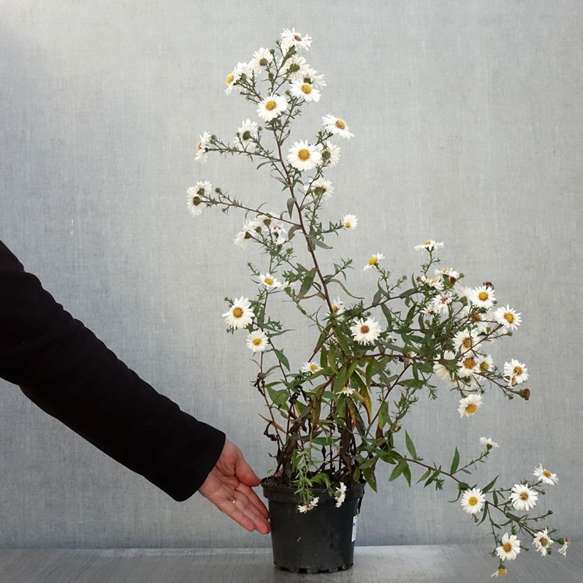 Exemplaar van Aster novi-belgii White Lady - Aster grand d'automne Pot de 2L/3L zoals geleverd in de herfst