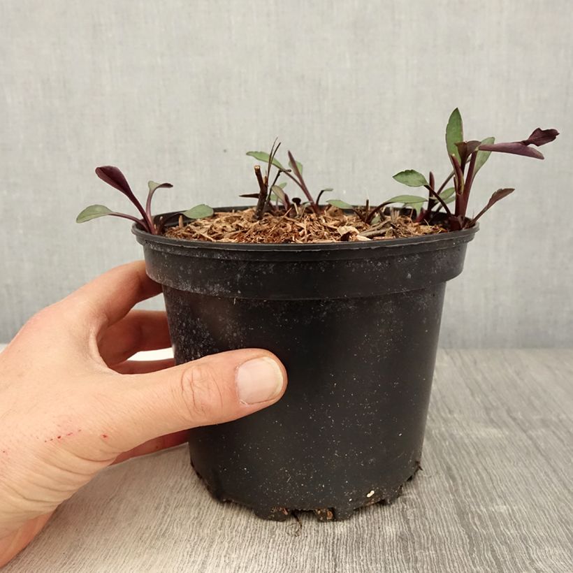 Example of Aster novi-belgii White Lady - Nieuw-Nederlandse aster Pot van 2 l/3 l as you get in printemps