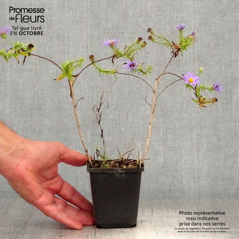 Exemplaar van Aster oblongifolium October Skies - Aromatische aster Kweekpotje van 8/9 cm zoals geleverd in de herfst
