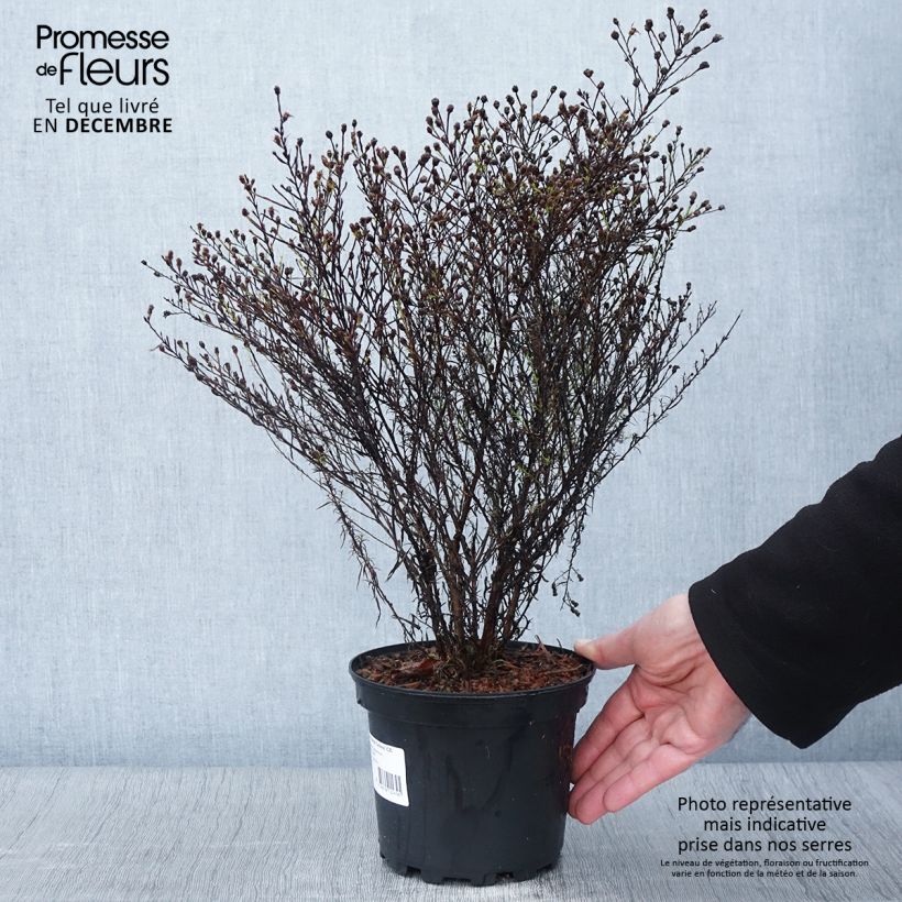 Exemplaar van Aster pringlei Monte Cassino Pot de 2L/3L zoals geleverd in de herfst