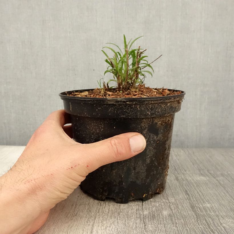 Exemplaar van Aster ericoides pringlei Monte Cassino - Septemberkruid Pot van 2 l/3 l zoals geleverd in de lente