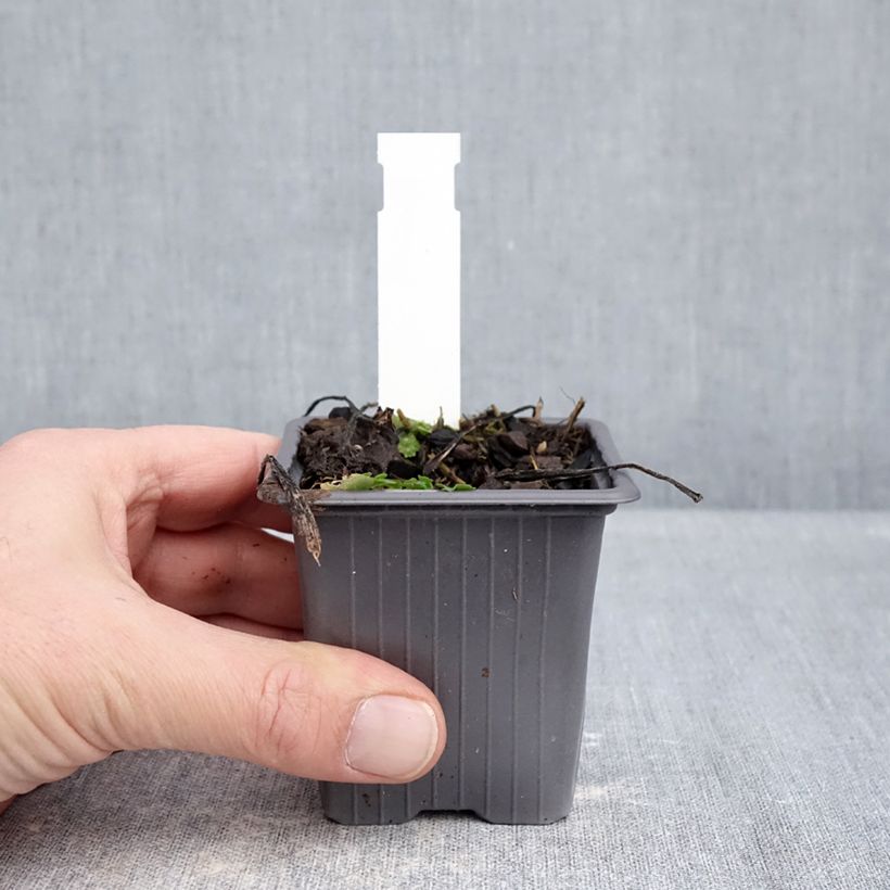 Exemplaar van Aster schreberi - Schreberaster Kweekpotje van 8/9 cm zoals geleverd in de winter