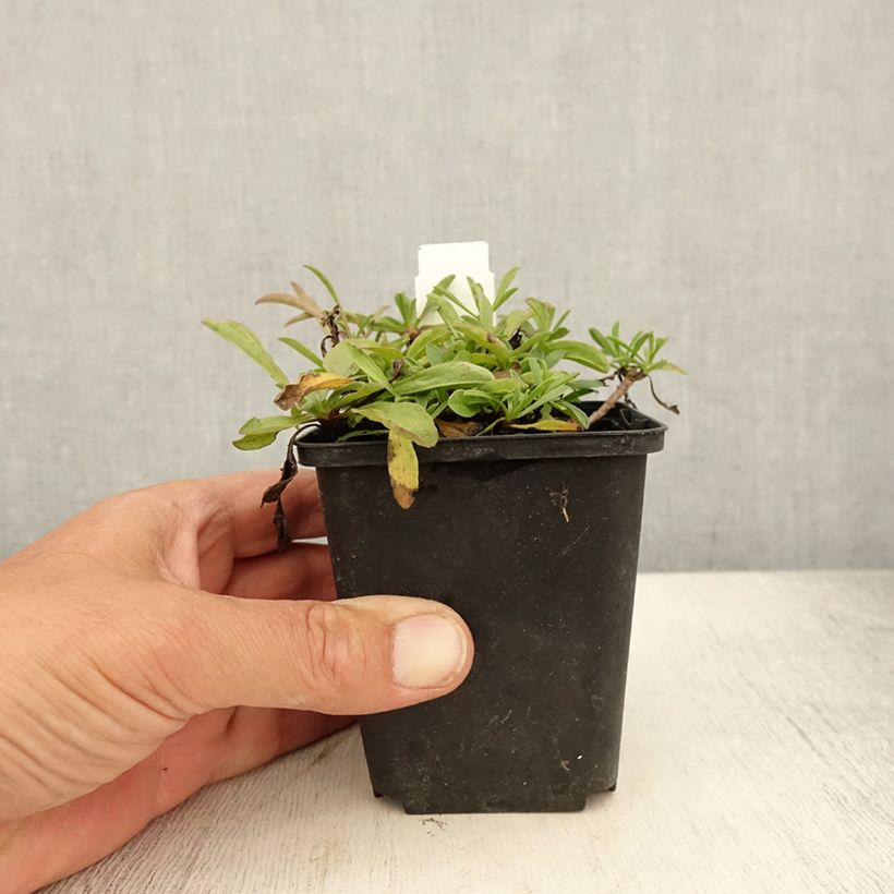 Exemplaar van Aster sibiricus - Herfstaster Kweekpotje van 8/9 cm zoals geleverd in de zomer