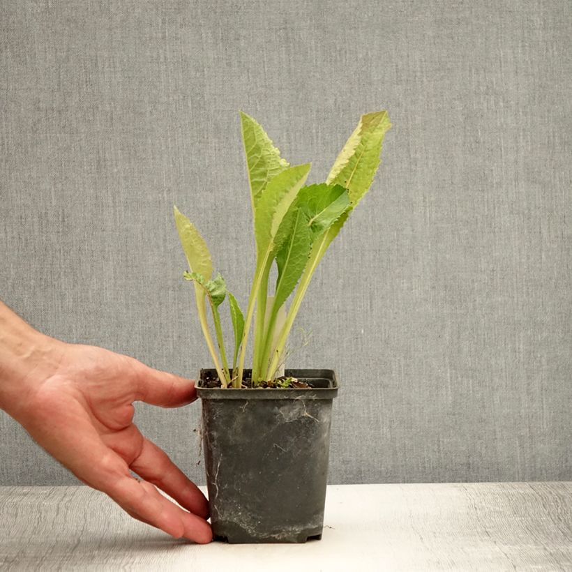 Exemplaar van Aster tataricus Jindai - Siberische herfstaster Kweekpotje van 8/9 cm zoals geleverd in de zomer