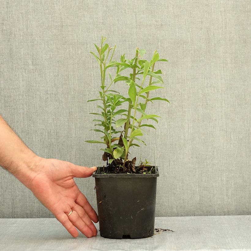 Exemplaar van Aster thomsonii - Herfstaster Pot van 1,5 l/2 l zoals geleverd in de zomer