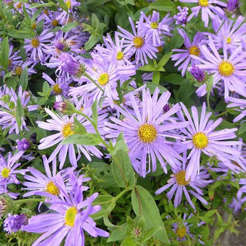 Aster thomsonii Nanus - Herfstaster (Bloei)
