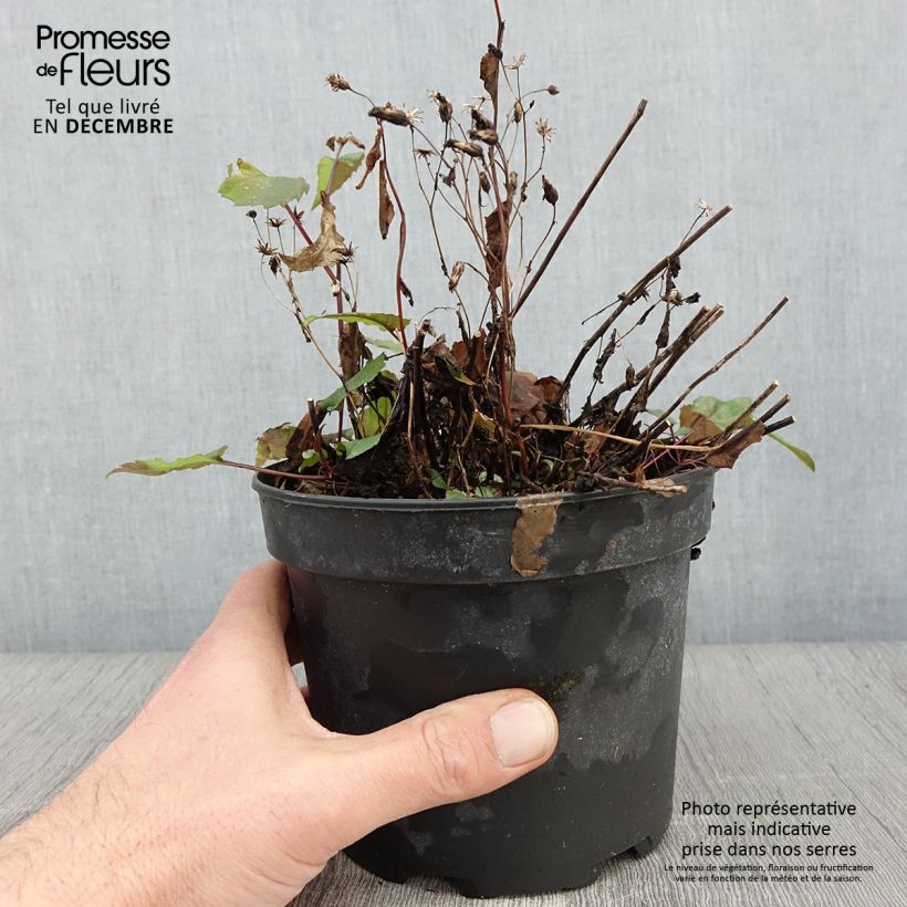 Exemplaar van Aster tradescantii - Noord-Amerikaanse bosaster Pot van 2 l/3 l zoals geleverd in de herfst