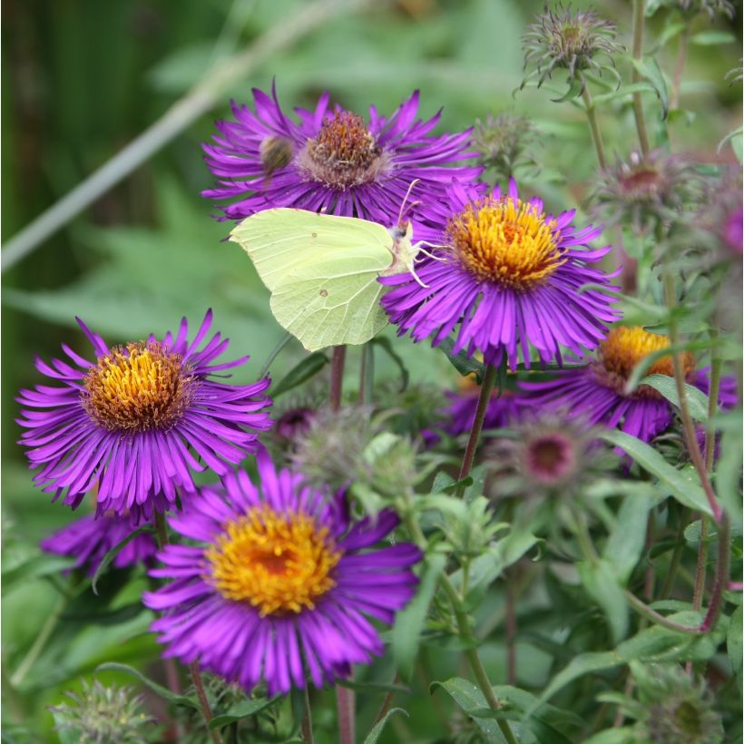 Aster novae-angliae Violetta - Nieuw-Engelse aster (Flowering)