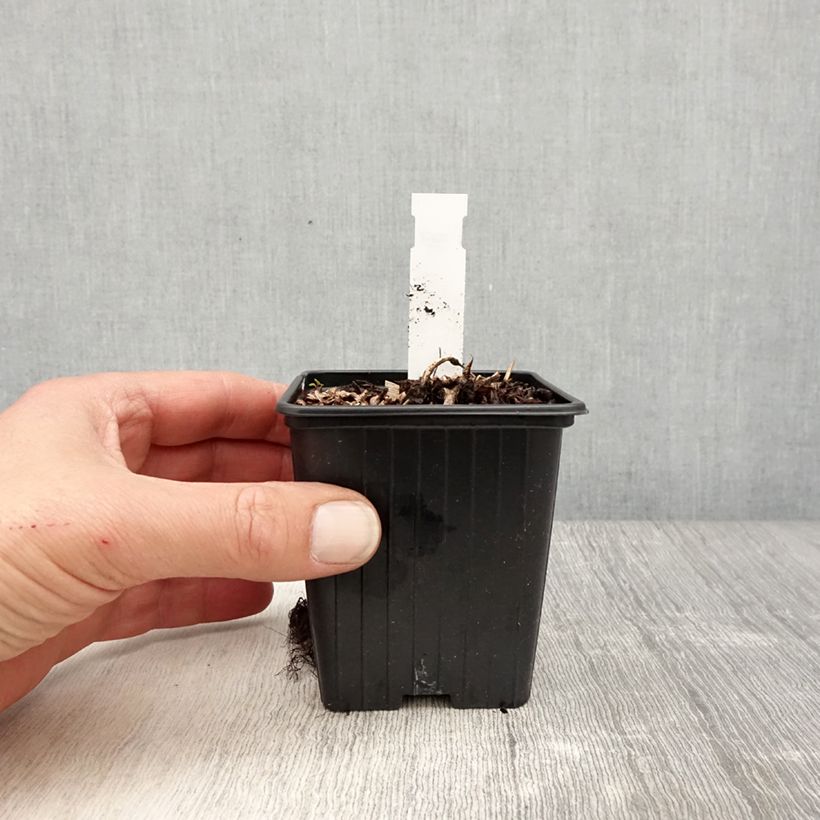 Exemplaar van Astilbe arendsii Color Flash Lime - Pluimspirea Kweekpotje van 8/9 cm zoals geleverd in de lente