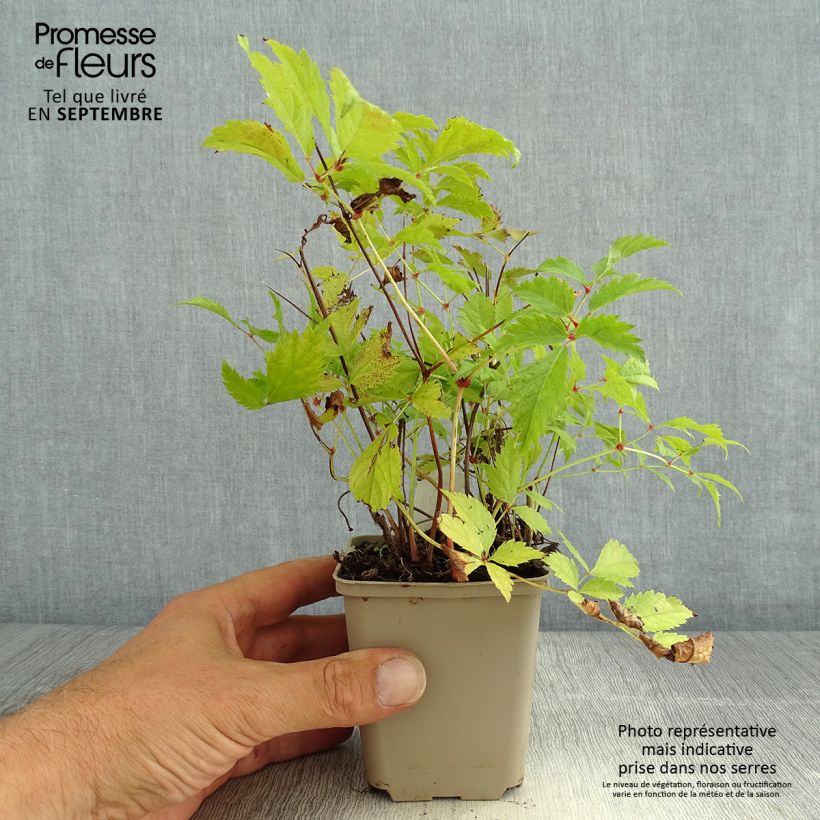 Exemplaar van Astilbe arendsii Brautschleier - Pluimspirea Kweekpotje van 8/9 cm zoals geleverd in de zomer