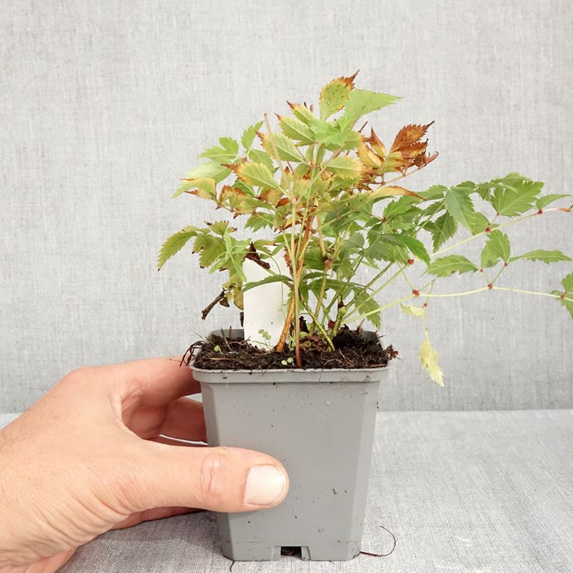 Exemplaar van Astilbe arendsii Brautschleier - Pluimspirea Kweekpotje van 8/9 cm zoals geleverd in de herfst