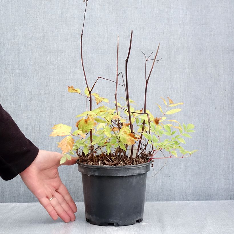 Exemplaar van Astilbe arendsii Brautschleier - Pluimspirea Pot van 2 l/3 l zoals geleverd in de herfst