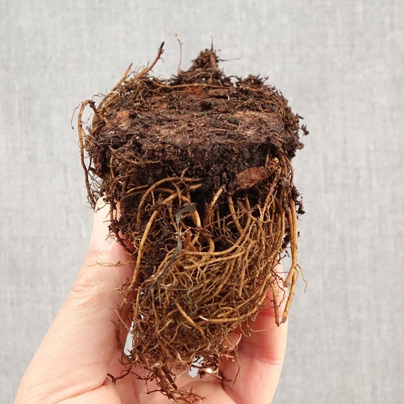 Exemplaar van Astilbe arendsii Brautschleier - Pluimspirea Naakte wortel zoals geleverd in de winter