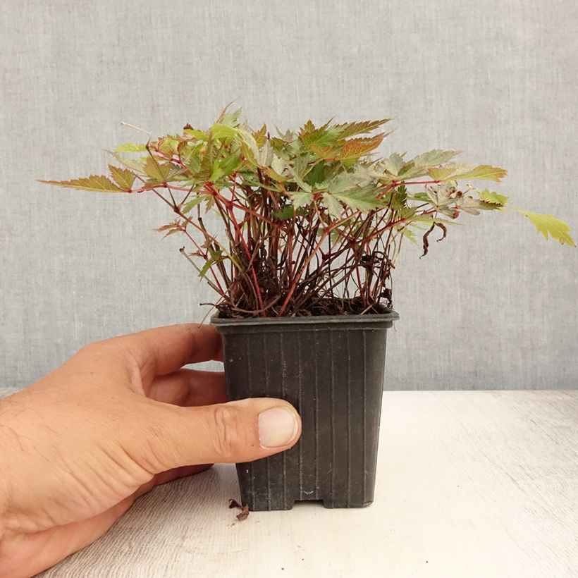 Exemplaar van Astilbe arendsii Bumalda - Pluimspirea Kweekpotje van 8/9 cm zoals geleverd in de zomer