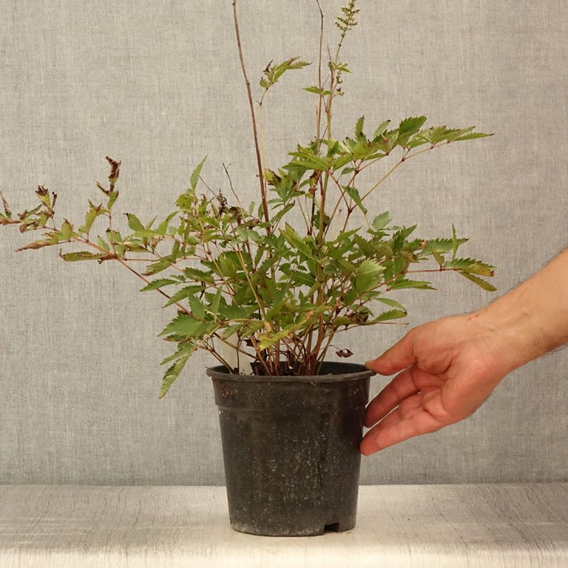 Exemplaar van Astilbe arendsii Cappuccino - Pluimspirea Pot van 2 l/3 l zoals geleverd in de zomer