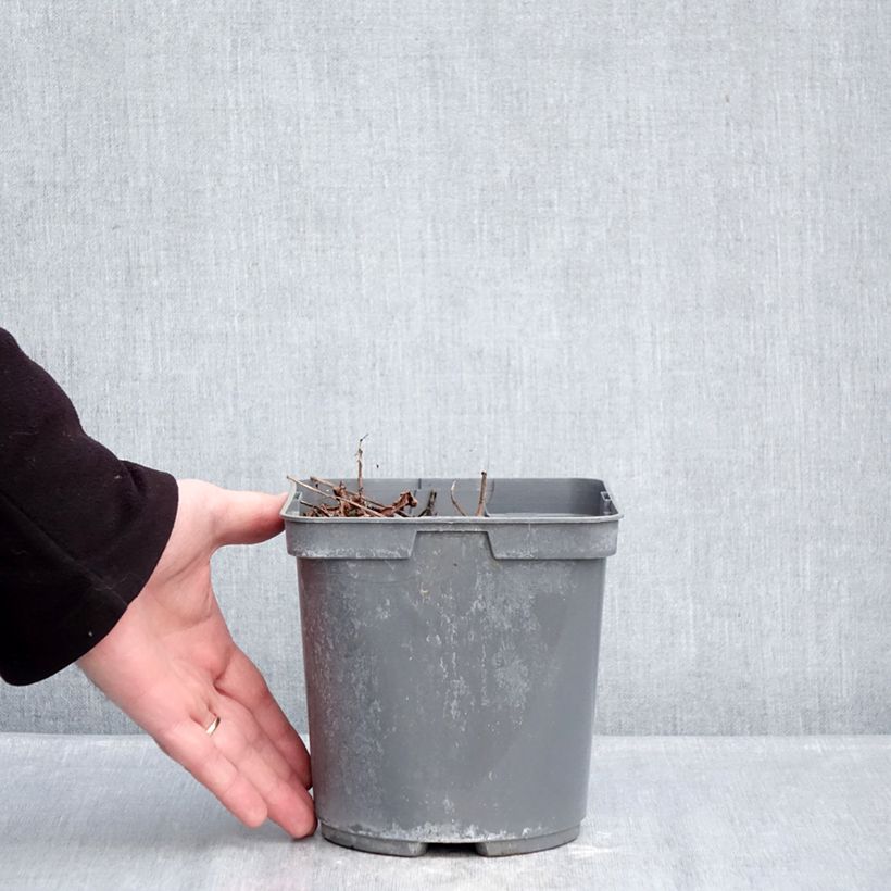 Exemplaar van Astilbe arendsii Cappuccino - Pluimspirea Pot van 2 l/3 l zoals geleverd in de winter