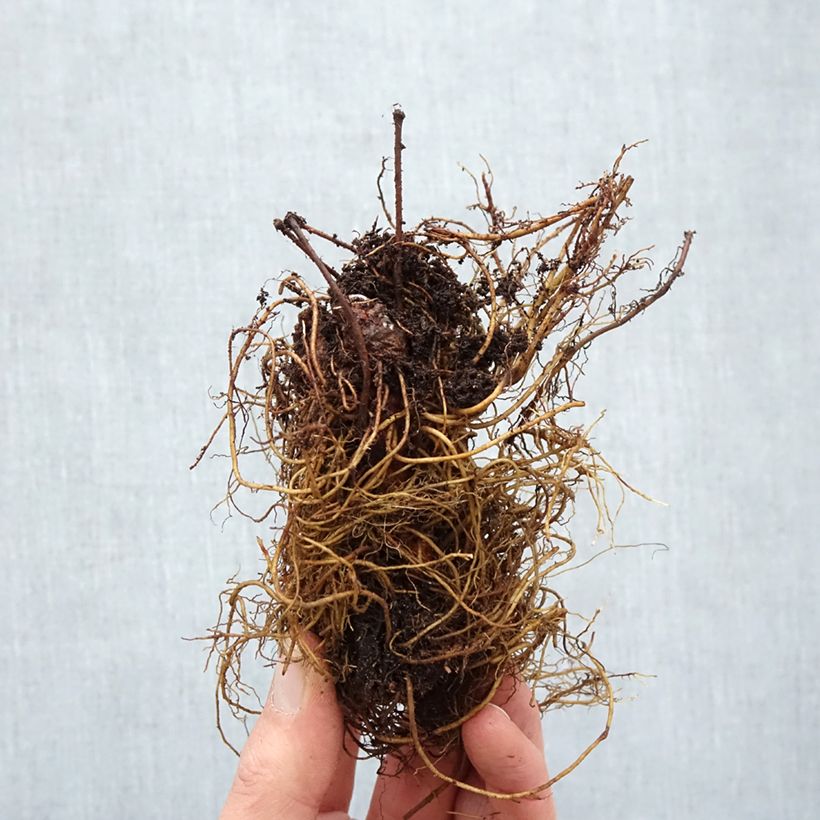 Exemplaar van Astilbe arendsii Cappuccino - Pluimspirea Naakte wortel zoals geleverd in de winter