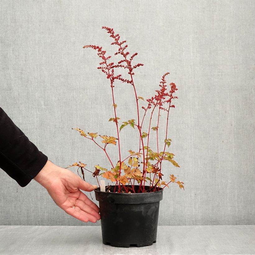 Exemplaar van Astilbe arendsii Colour Flash - Pluimspirea Pot van 2 l/3 l zoals geleverd in de herfst