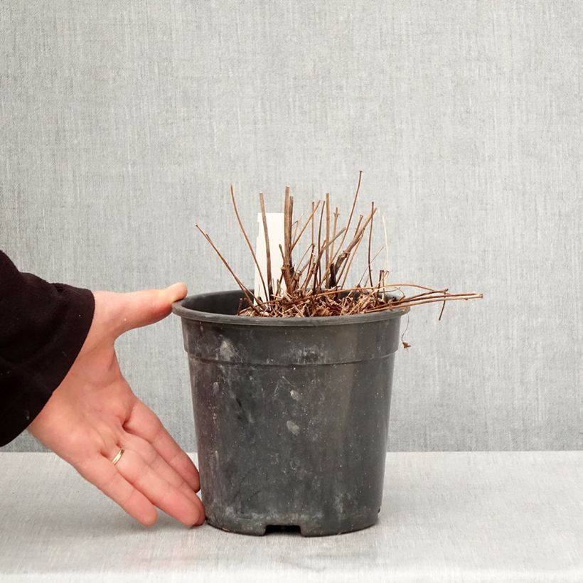 Exemplaar van Astilbe arendsii Colour Flash - Pluimspirea Pot van 2 l/3 l zoals geleverd in de lente