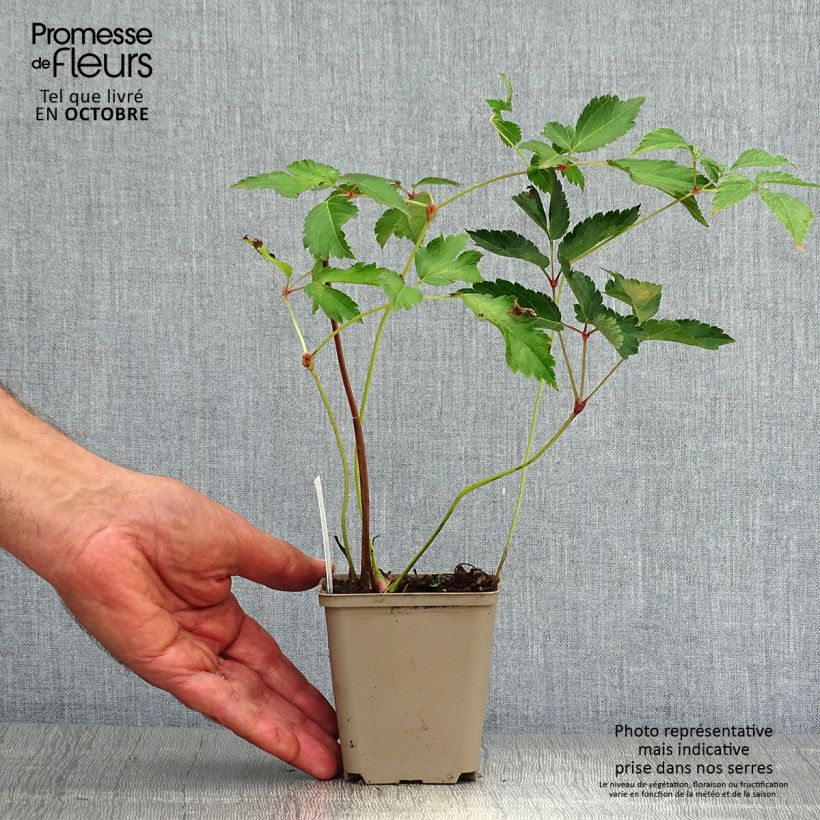 Exemplaar van Astilbe arendsii Diamant - Pluimspirea Kweekpotje van 8/9 cm zoals geleverd in de herfst
