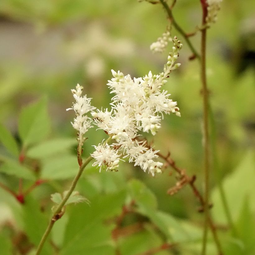 Astilbe arendsii Diamant - Pluimspirea (Bloei)