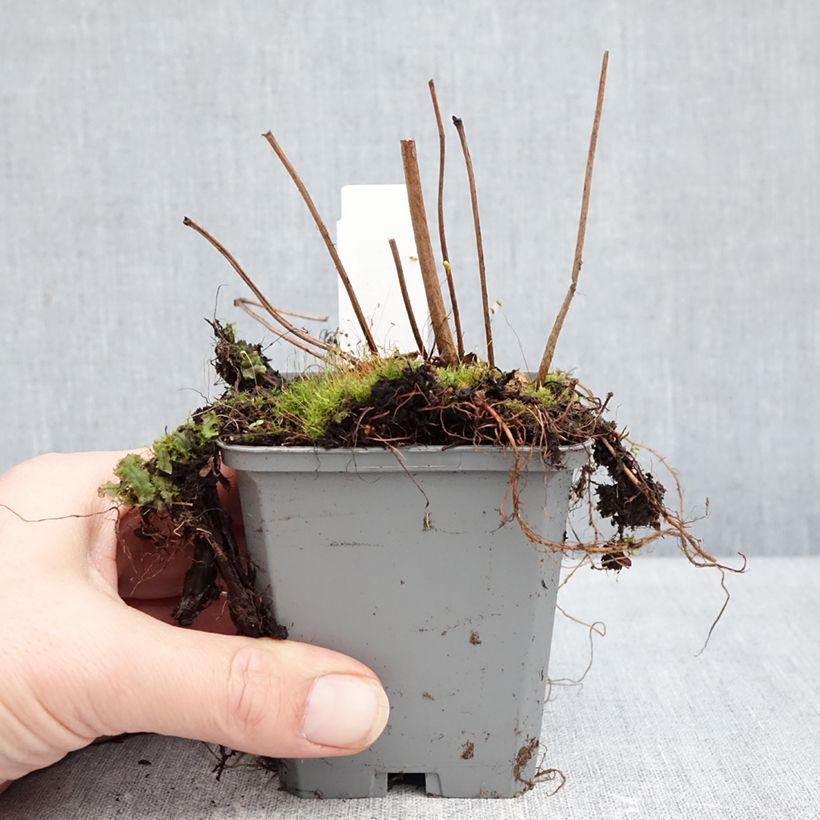 Exemplaar van Astilbe arendsii Ellie - Pluimspirea Kweekpotje van 8/9 cm zoals geleverd in de winter