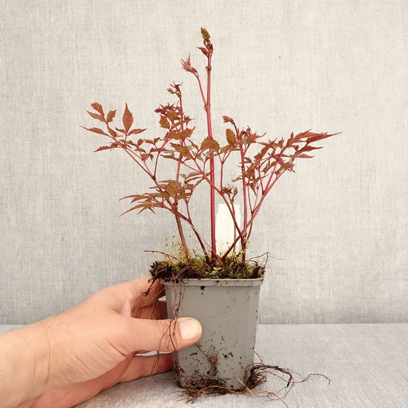 Exemplaar van Astilbe arendsii Ellie - Pluimspirea Kweekpotje van 8/9 cm zoals geleverd in de lente
