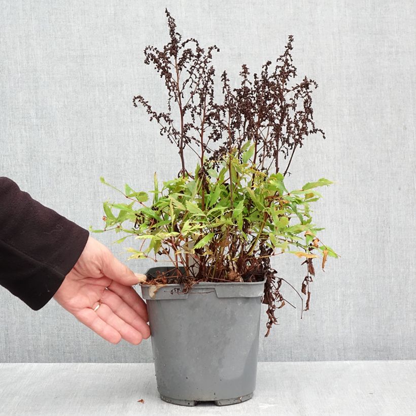 Exemplaar van Astilbe arendsii Ellie - Pluimspirea Pot van 2 l/3 l zoals geleverd in de herfst