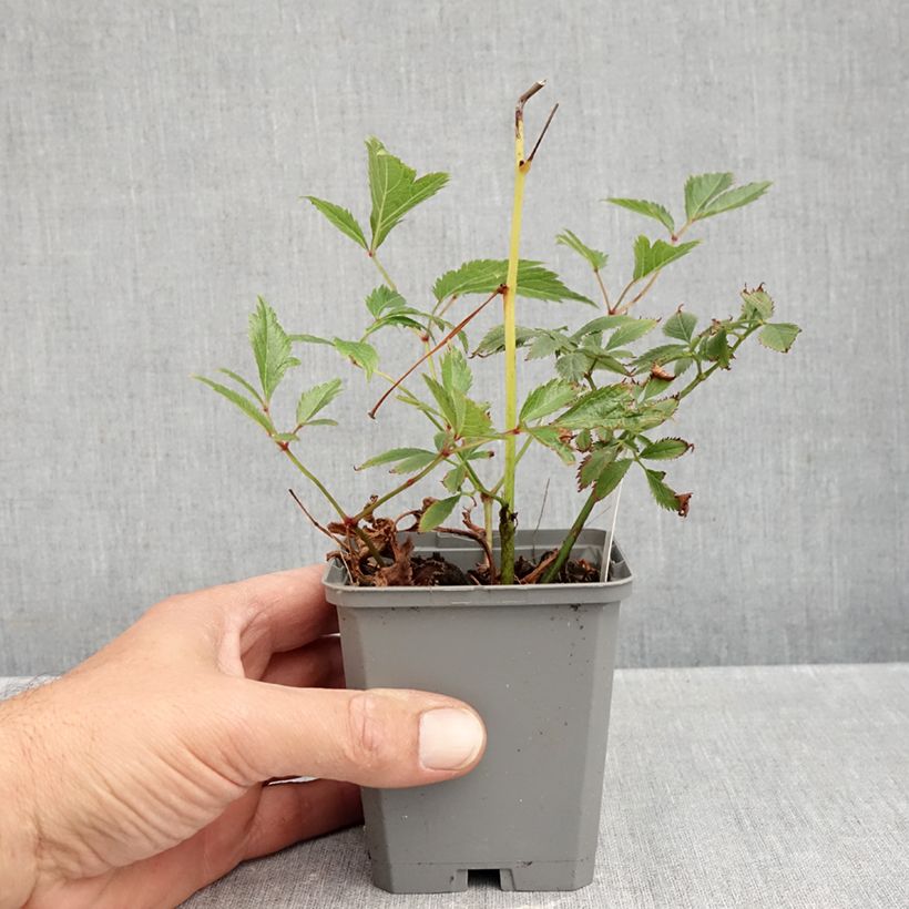 Exemplaar van Astilbe arendsii Erika - Pluimspirea Kweekpotje van 8/9 cm zoals geleverd in de herfst