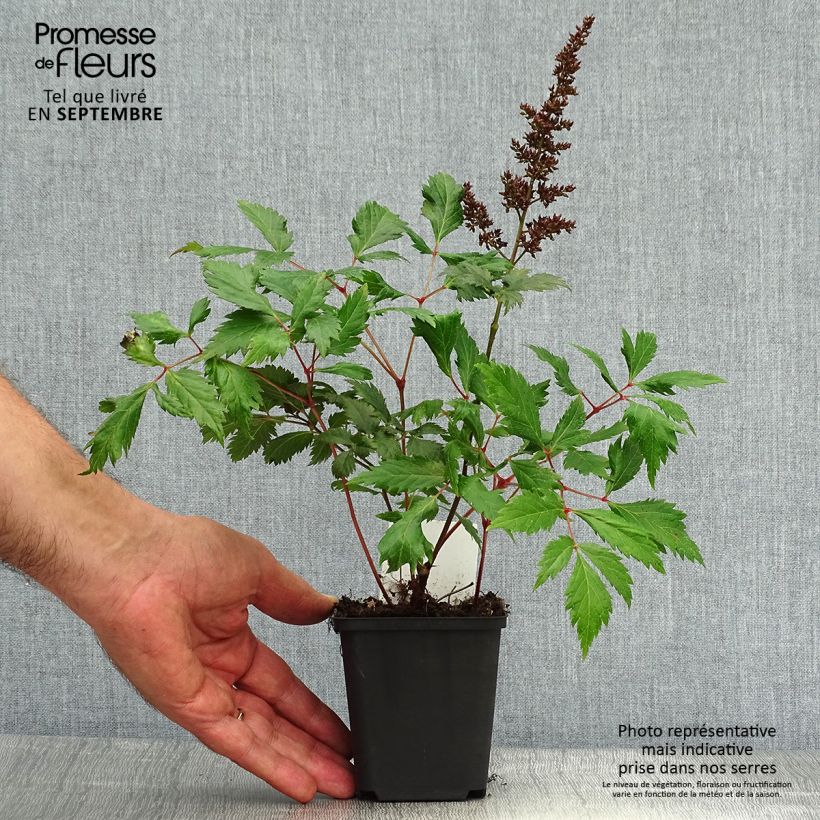Exemplaar van Astilbe arendsii Fanal - Pluimspirea Kweekpotje van 7/8 cm zoals geleverd in de herfst