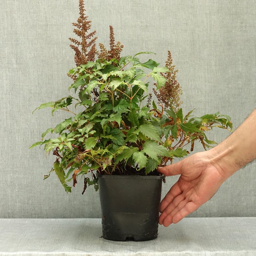 Exemplaar van Astilbe arendsii Fanal - Pluimspirea Pot van 2 l/3 l zoals geleverd in de zomer