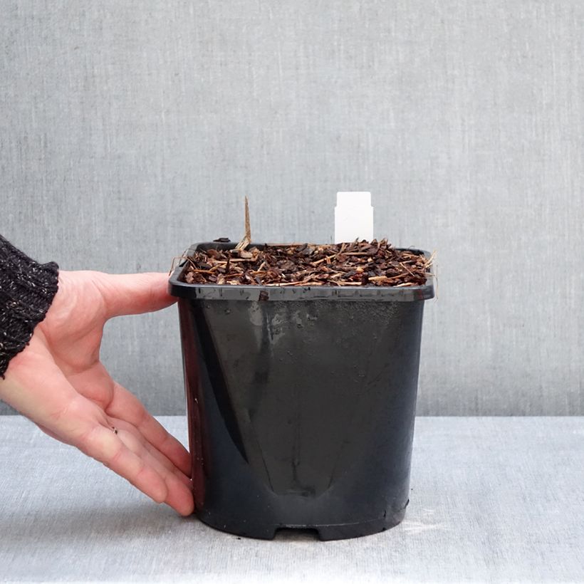 Example of Astilbe arendsii Fanal - Pluimspirea Pot van 2 l/3 l as you get in hiver