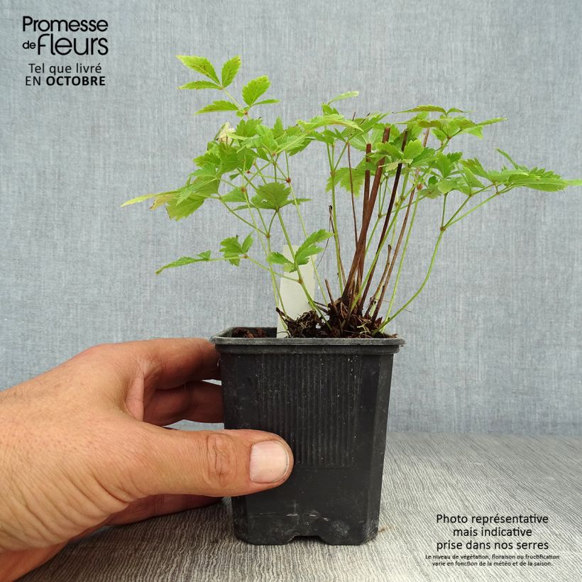Exemplaar van Astilbe arendsii Hyazinth - Pluimspirea Kweekpotje van 8/9 cm zoals geleverd in de herfst