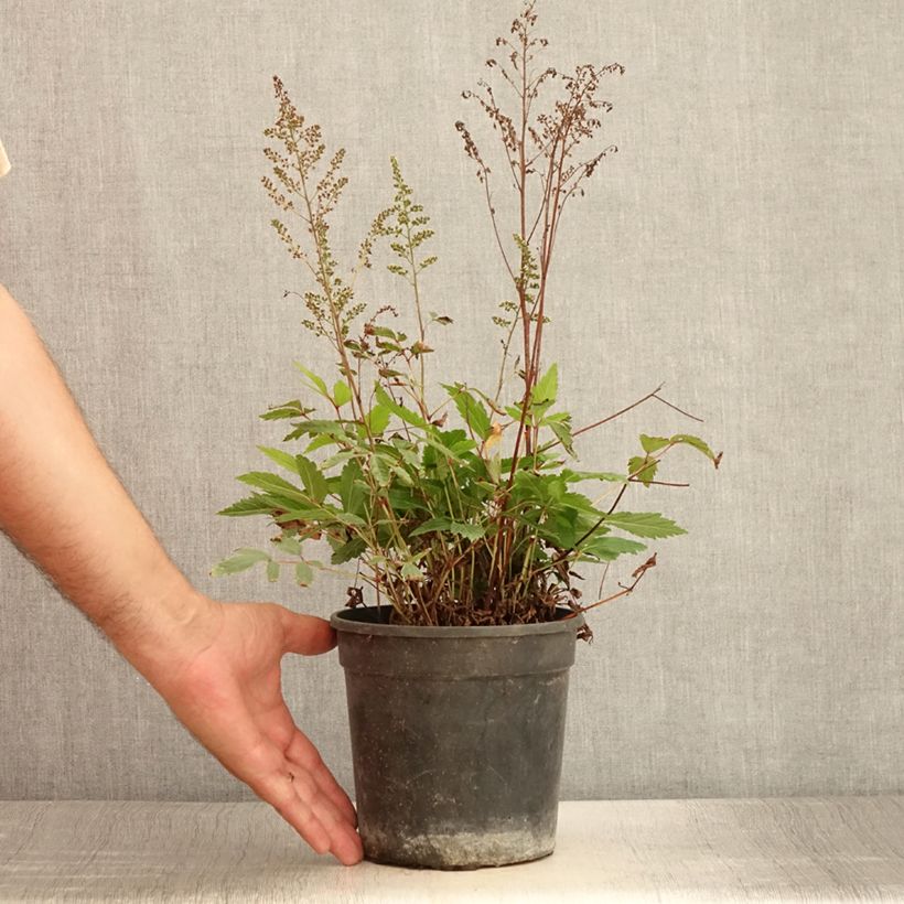 Exemplaar van Astilbe arendsii Rock and Roll - Pluimspirea Pot van 2 l/3 l zoals geleverd in de zomer