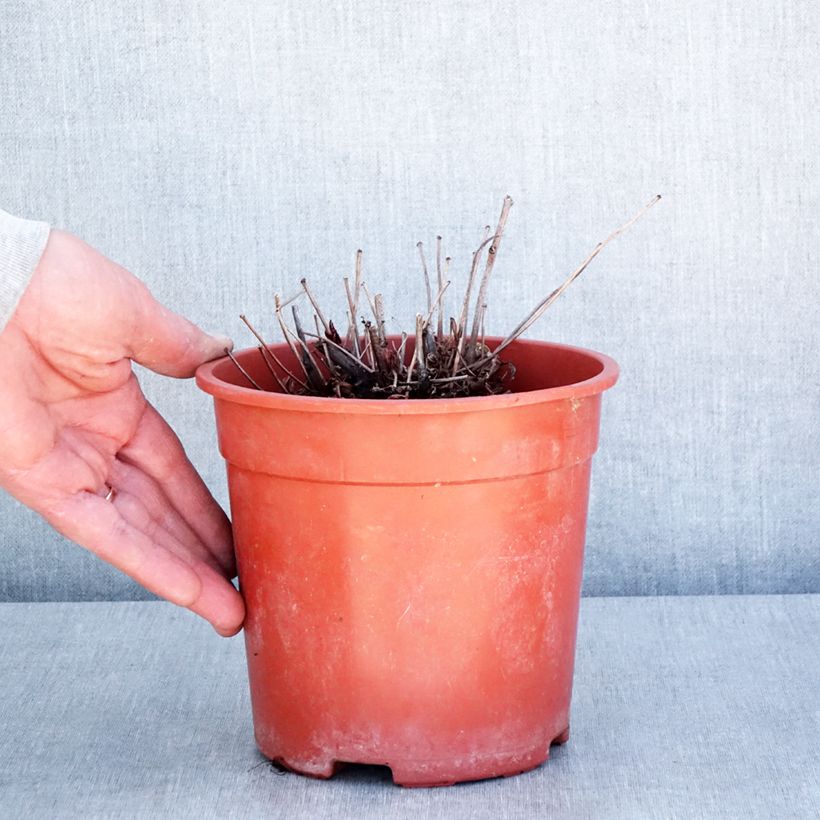 Exemplaar van Astilbe arendsii Rock and Roll - Pluimspirea Pot van 2 l/3 l zoals geleverd in de lente