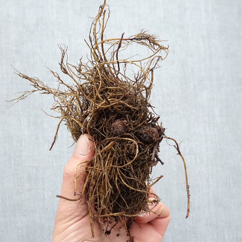 Exemplaar van Astilbe arendsii Rock and Roll - Pluimspirea Naakte wortel zoals geleverd in de winter