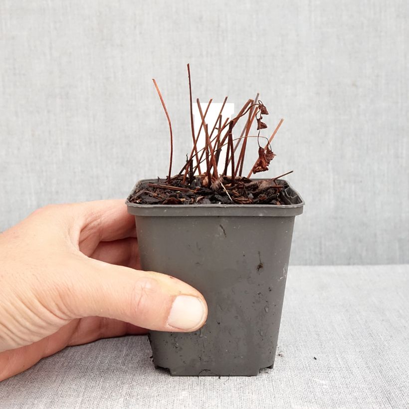 Exemplaar van Astilbe arendsii Spinell - Pluimspirea Kweekpotje van 8/9 cm zoals geleverd in de herfst