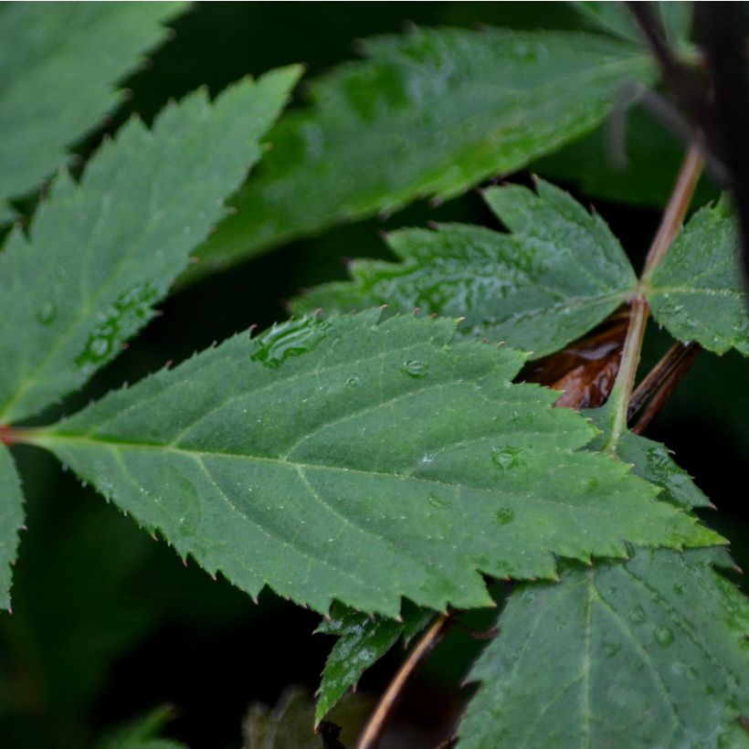 Astilbe arendsii Spinell - Pluimspirea (Blad)