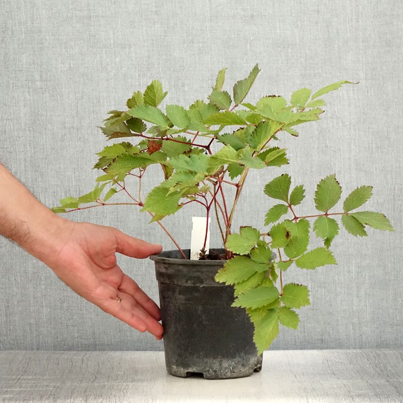 Exemplaar van Astilbe Mighty Chocolate Cherry - Pluimspirea Pot van 2 l/3 l zoals geleverd in de zomer