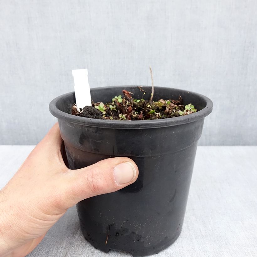 Exemplaar van Astilbe Mighty Chocolate Cherry - Pluimspirea Pot van 2 l/3 l zoals geleverd in de lente