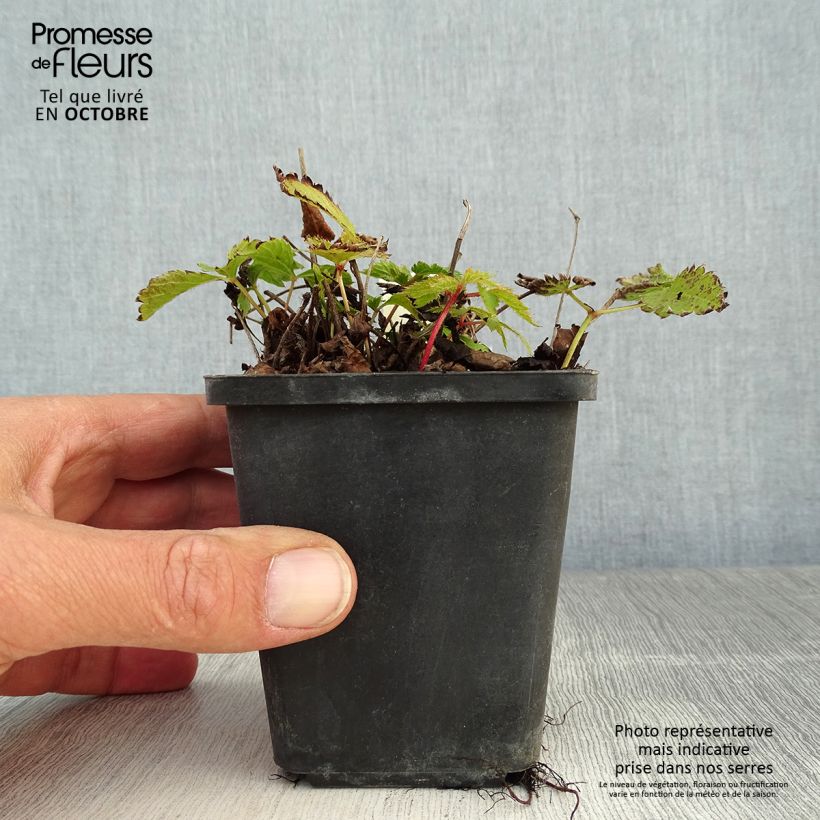 Exemplaar van Astilbe chinensis Pumila - Pluimspirea Kweekpotje van 8/9 cm zoals geleverd in de herfst
